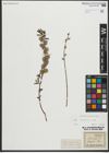 Foto von Salix repens subsp. repens L.